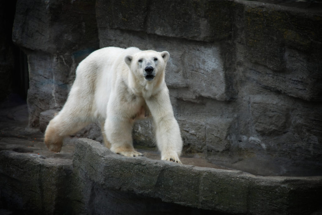 polar-bear-winnipeg