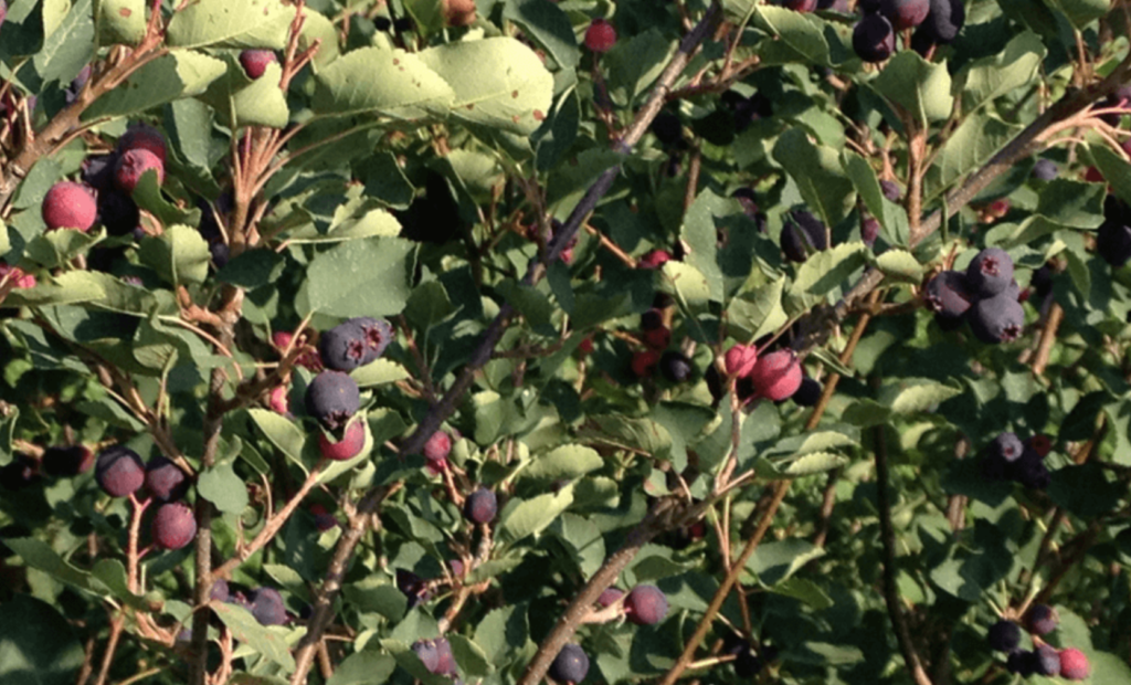 berries-saskatoon-juneberry
